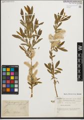 Foto von Salix purpurea L.